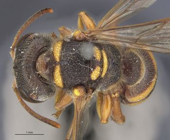 Media type: image;   Entomology 10029 Aspect: habitus dorsal view